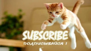 СМЕШНЫЕ КОТЫ И КОШКИ 2017 ПРИКОЛЫ С КОТАМИ И КОШКАМИ 2016  1