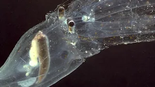 Facts: The Glass Octopus