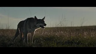 Prey Wolf scene | Rabbit vs Wolf vs Predator #prey