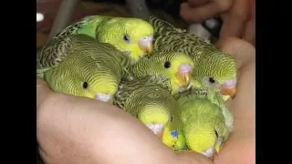 New born baby budgie chick 1 to 40 day growth stages in Filmy Style (parakeets egg hatching)