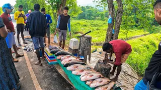 Terrible Carp Fish Cutting in Sri Lanka | Tilapia Fish Cutting Fish Market Beautiful Place