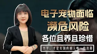 丁议员要进监狱捡肥皂了，电子宠物面临濒危风险，各位且养且珍惜