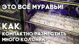 КОМПАКТНОЕ РАЗМЕЩЕНИЕ ОГРОМНОГО КОЛИЧЕСТВА КОЛОНИЙ МУРАВЬЁВ - ВОЗМОЖНО ЛИ ЭТО? РАСПАКОВКА ПОСЫЛКИ!