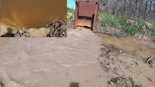 Beaver Dam Removal Unclogging 4 Culverts | With Outflow View