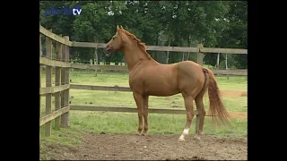 Weltmeyer - ein Portait des legendären Hengstes