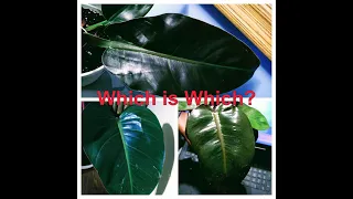 Which is Which? I Philodendron I Rojo Congo I Imperial Red I Black Cardinal