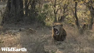 WildEarth - Sunset Safari - 05 Sep 2022