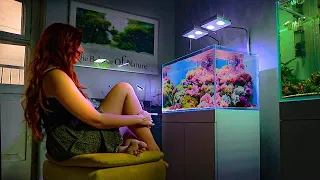 2 Hours of Shallow Reef Aquarium Relaxation [Aquarium Meditation]