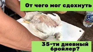 От чего мог сдохнуть 35-ти дневный бройлер?