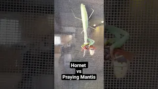 Hornet vs Praying Mantis on the door this morning. PM 1 H 0