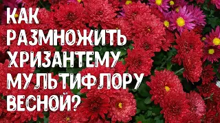 Как размножить хризантемы мультифлоры весной из черенков? Какие дни лучше всего подходят для черенко