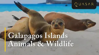 Galapagos Islands Animals & Wildlife - Animals In The Galapagos