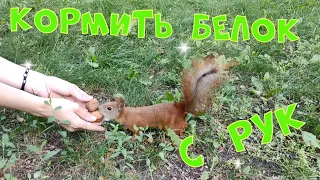 🐿️ КАК КОРМИТЬ БЕЛОК С РУК В ПАРКЕ  раскрываю секреты ЭТО СМОЖЕШЬ И ТЫ!  чем и как кормить KiD Rose