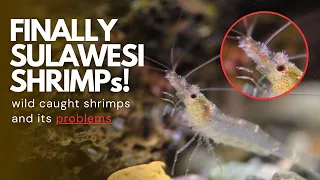My DREAM Shrimp!! and I made an EXPENSIVE mistake | Sulawesi Shrimp Tank