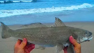 Jetty Surf Fishing - Shore Fishing in Southern California