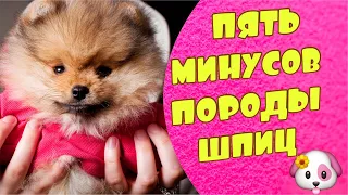 ПЯТЬ МИНУСОВ ПОРОДЫ ШПИЦ🐶🤔