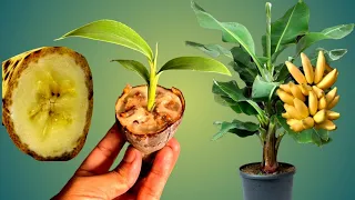 How To Grow Banana Plant From Seed (Easy Techniques)