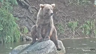 8/12/2021 Bear sitting on a boulder Explore.org