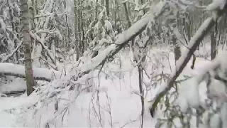 ИДУ В ЗАГОНЕ,ТУНГУС СО МНОЙ.