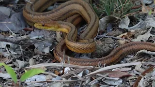 yellow rat snake