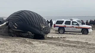 Whale washed up on Long Island beach 1/30/23