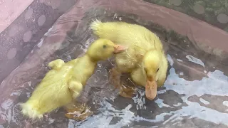 Ducky’s are playing in the water today!!