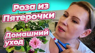 ДОМАШНЯЯ РОЗА ИЗ СУПЕРМАРКЕТА УХОД И ПЕРЕСАДКА РОЗА КОРДАНА