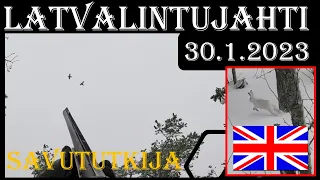 Latvalintujahti 2023 Osa 1 -Toppjakt - Grouse and Capercaillie Hunting in Finland