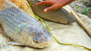 Cast net fishing - Traditional cast net fishing in village with beautiful natural (Part-275)