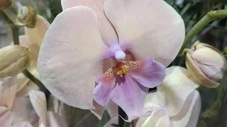 Обзор орхидей 25 мая 2021 Neo Flora Воронеж. Супер завоз!!!