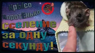 Редкое сселение крыс, за одну секунду. Патч и Ласка. (Fancy Rats | Декоративные Крысы)