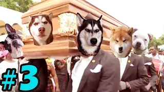 Coffin Dance Meme: Dog and Cat Meme Compilation 2021