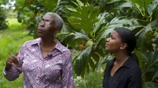 Talking Breadfruit with Dr. Laura Roberts-Nkrumah | OutHere