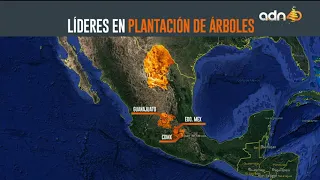 Árboles de navidad naturales contra artificiales ¿qué es mejor?