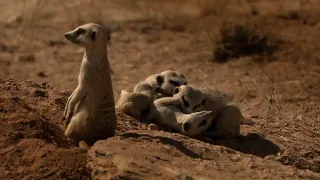 Знакомимся с Сурикатами / Meet the Meerkats | HD |