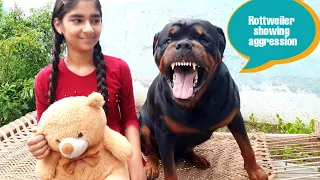 Dog showing agrression||funny dog video||cute dog||guard dog.