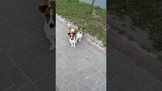 Главное - Контроль! #jrt #dog #dogs #собака #джекрассел