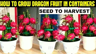 How To Grow Dragon Fruit | FULL INFORMATION