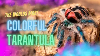 Discover the Brazilian Jewel tarantula!
