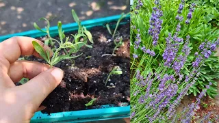 Как размножить Лаванду черенкованием 🌿🌿🌿