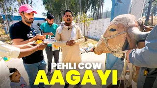 Pehli Cow Ne aaate hi Baby De Diya