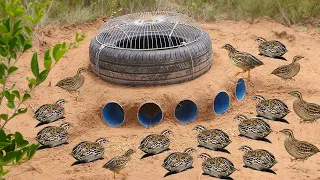 Easy Quail Trap - Build Underground Quail Trap​​ Using Pipe 5PVC Car Wheel & Electric fan #bird trap