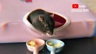 Вкусный завтрак для крыс 🐀
