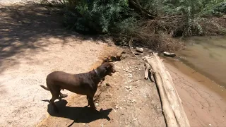 Milo and the stump, the sequel