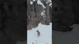 "Watch What Happens When This Snow Leopard Hunt Goes Wrong..."
