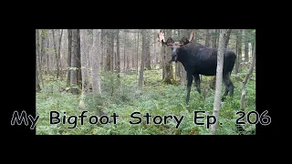 My Bigfoot Story Ep. 206 - Not Woodpeckers & a Moose