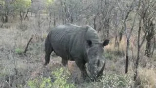 Safari - Rhino Charges Vehicle