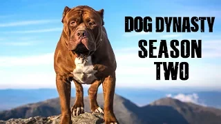 Dog Dynasty: Entire Season Two