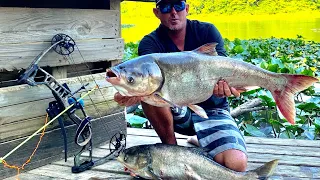 *MASSIVE* ASIAN CARP Catch & Clean BOWFISHING