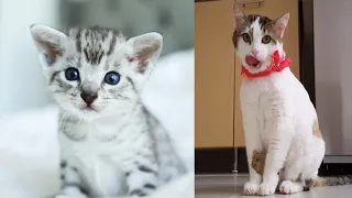 Baby cat - cute and funny cat videos compilation  | # part 1 | Cute Animals